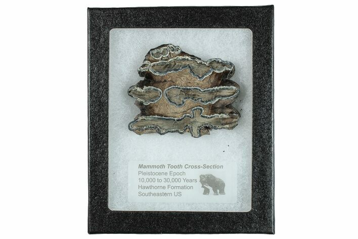 Mammoth Molar Slice With Case - South Carolina #291218